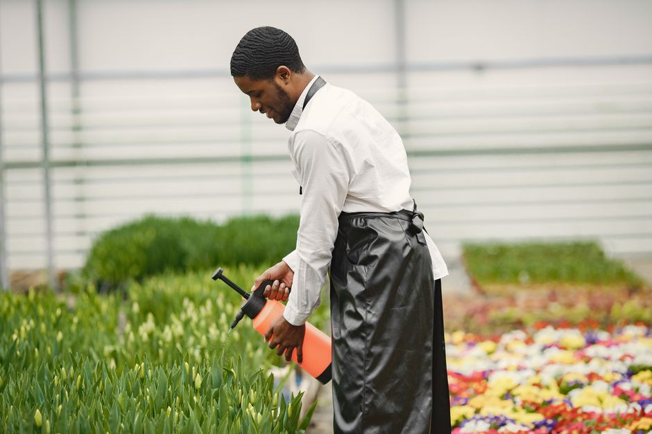 A gardener, dressed in a blue jacket and jeans, is trimming a dense, low-growing hedge with a pair of long-handled shears. The hedge has bright green, healthy foliage and is situated alongside a well-